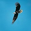 Animal Spirit communication