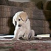 Pet Memorial