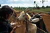 Animal Communication